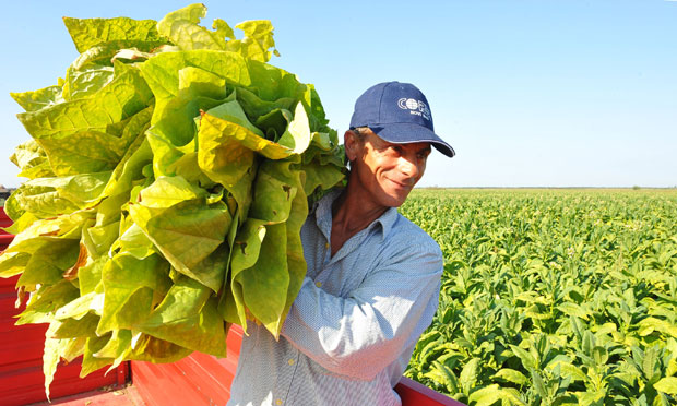 ПОЛИЦИЈА БЕЛЕЖИ РЕКОРДНЕ ЗАПЛЕНЕ: У Мачви шверц дувана уноснији од наркотика
