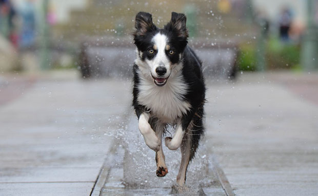 Зашто пси трче за неким аутомобилима?