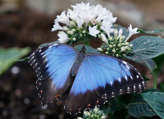 Британци и ове године у великој акцији бројања лептира