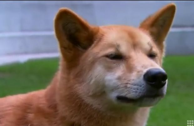 Аустралија: Два динга напала жену у руднику