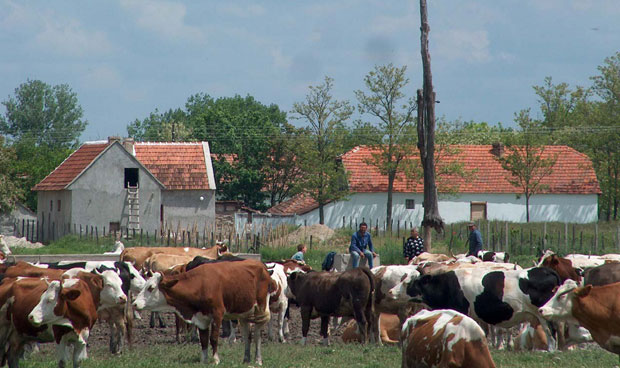 СТОЧАРИ УПОЗОРАВАЈУ: Тов се исплати а нема телади