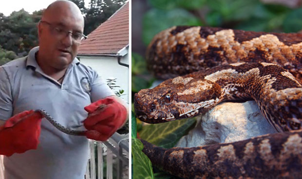 ПОСКОК У САКСИЈИ: Заливала цвеће на тераси, пронашла најотровнију змију Европе (ВИДЕО)