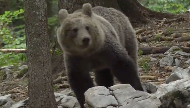 Посматрање медведа све популарније међу туристима у Словенији (ВИДЕО)