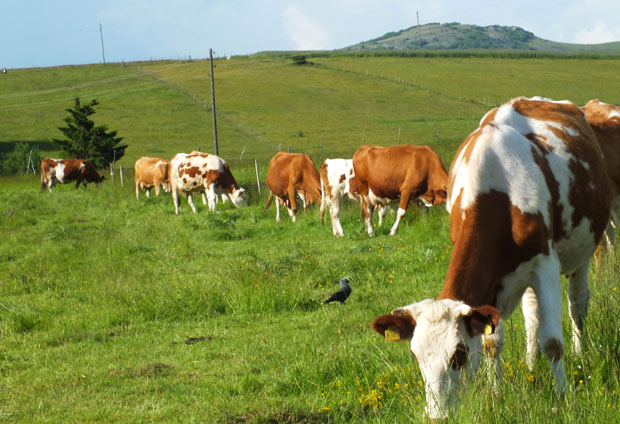 Сточари очајни јер стадима прети глад