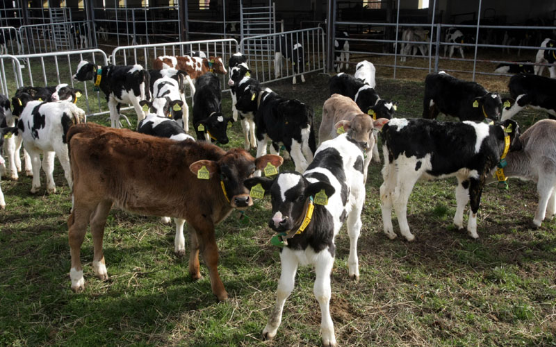 Извоз пуни наше оборе