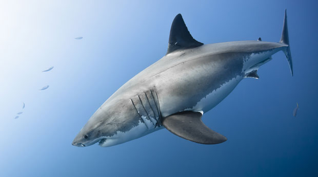 Рибар извукао ајкулу надомак Роуд Ајленда (ВИДЕО)