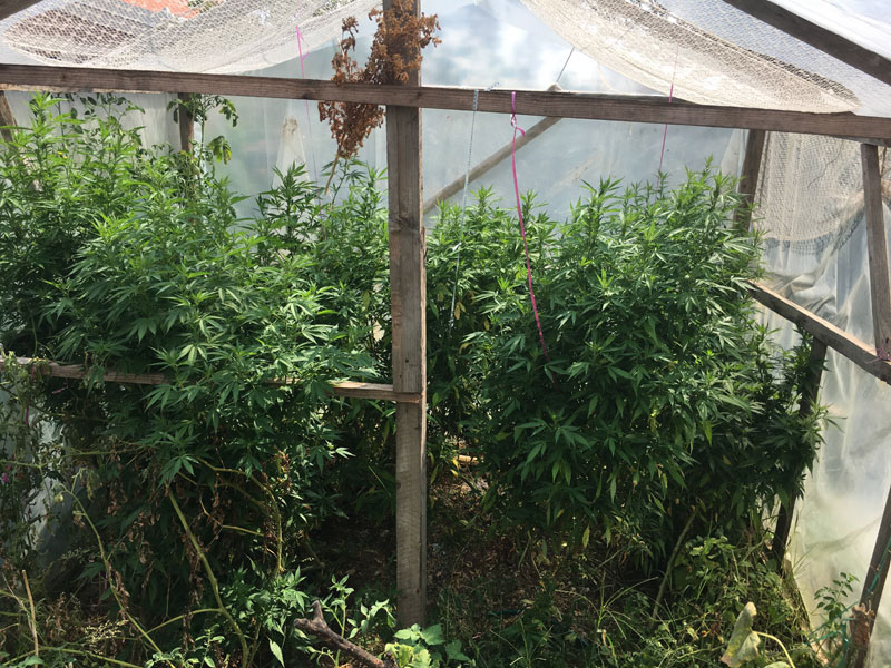 Полиција у Бару открила пластеник са марихуаном