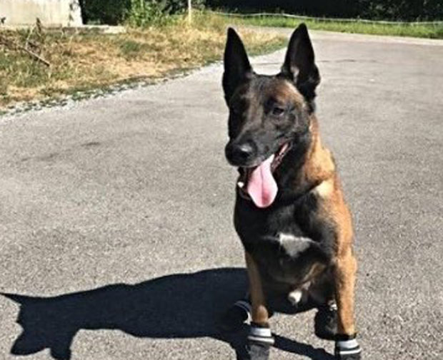 ПАТРИОТИЗАМ ПРЕЧИ ОД НОВЦА: Скуп Национални дан Швајцарске, и пси били у ципелицама