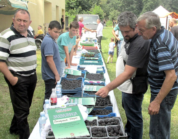 Од купине беру губитке