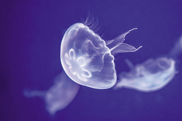 Шта кад вас опече медуза