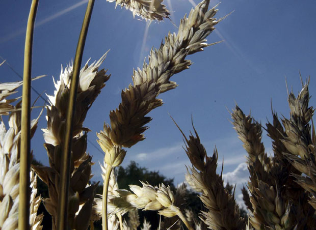ВРЕЛИ ТАЛАС: Цене пшенице у Европи одлетеле у небо