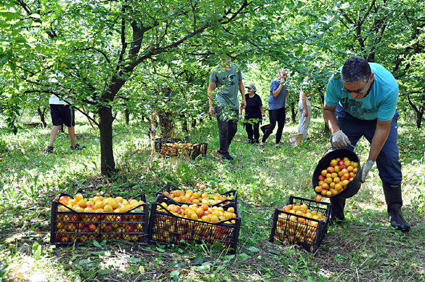 Род марелице рускиња подбацио