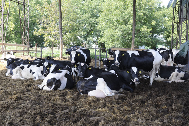 ПКБ још може да храни Србију (ФОТО)