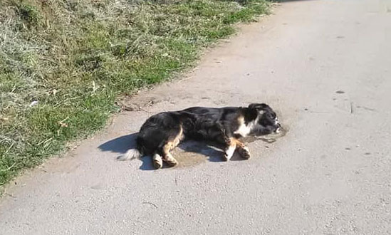 ПОМОР ЧЕТВОРОНОЖАЦА У ВРАЊУ: Пси поново на мети тровача