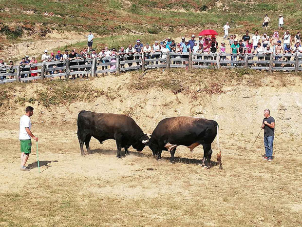 Бик Кукан победник Грмечке кориде