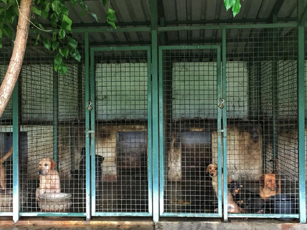 Наши пси у белом свету