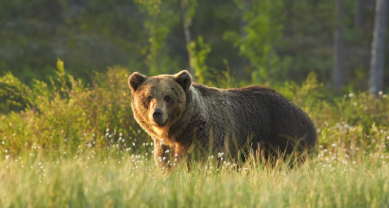 ТУРИСТИ У РУМУНИЈИ У СТРАХУ: Мрки медведи нападају људе, упадају у шаторе