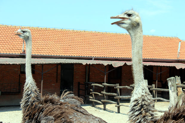 Зоо врт: Медведе и тигрове стално хладе, камиле и зебре уживају на +35 (ФОТО)