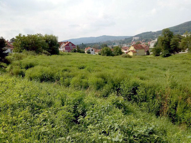 Аранђеловац: Процедура укочила кошење амброзије