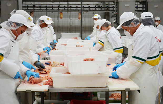 Виндија подиже нове фарме пилића