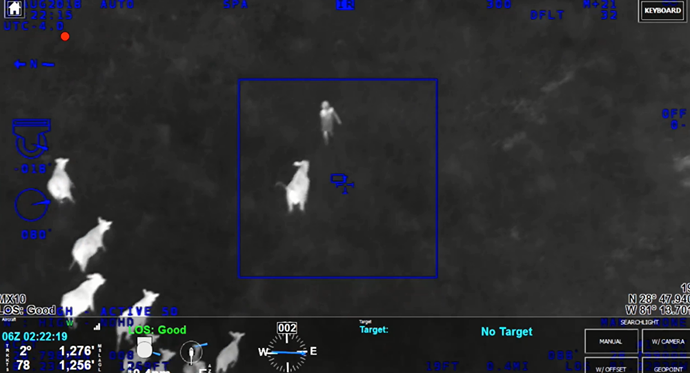 Крдо крава ухапсило лопова у бекству (ВИДЕО)