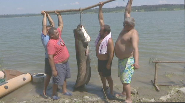 ДИВ ИЗ ГРУЖАНСКОГ ЈЕЗЕРА: Упецали сома од два и по метра (ВИДЕО)