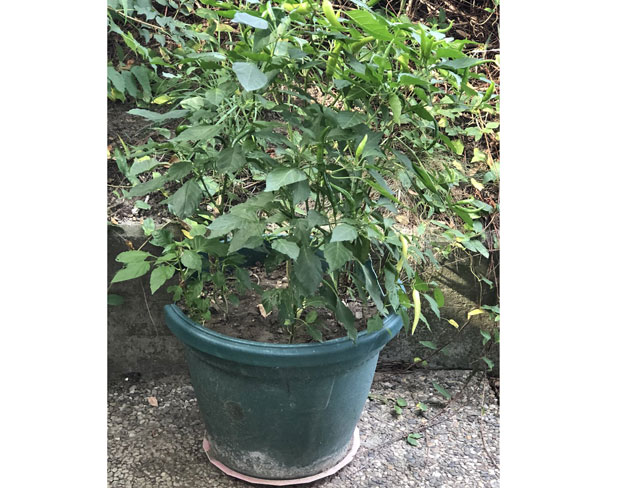 Шпијунка: Драгомирове љуте папричице