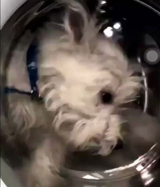 ОКРУТНА ЗАБАВА: Ставила теријера у веш машину због “кликова” на Инстаграму (ВИДЕО)