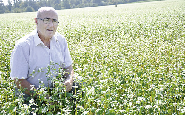 БУДУЋНОСТ У ЗАБОРАВЉЕНОМ ЖИТУ: Хељда пуни новчаник док лечи тело и земљиште, корисна и пчеларима  