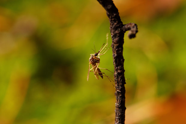 Од грознице Западног Нила оболело 126, а умрло 11 особа