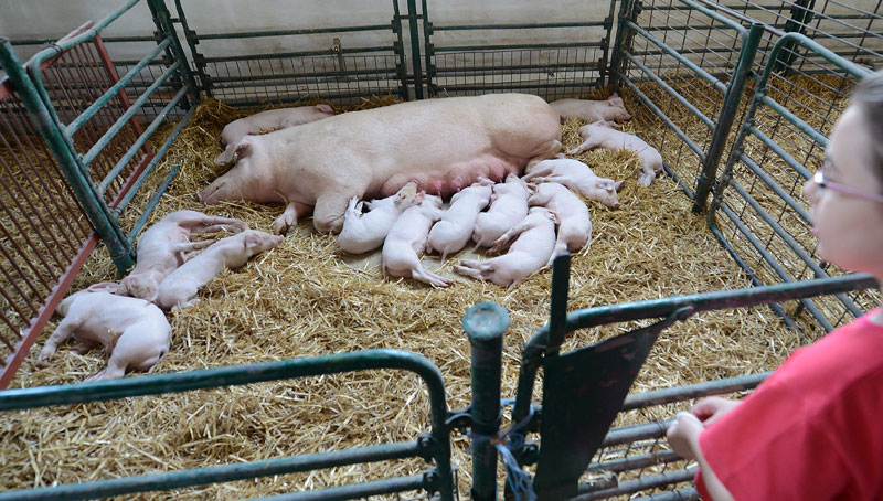 Свињска куга још вреба из Румуније