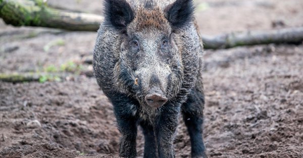Данска због свиња подиже ограду према Немачкој