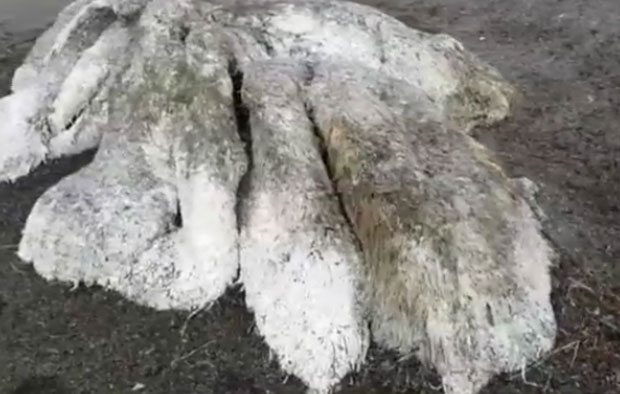 Море избацило длакаво чудовиште без очију, наука у чуду (ВИДЕО)