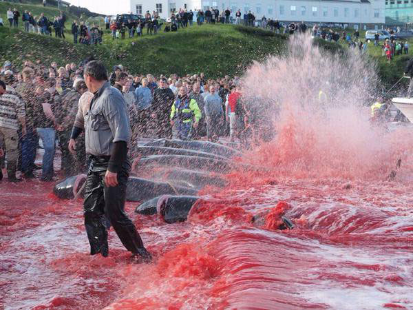 ТРАДИЦИОНАЛНИ МАСАКР: Крв обојила залив на Фарским острвима (ВИДЕО)