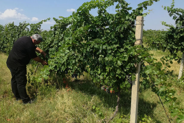 ВОЋАРИ НА МУКАМА: Киша уништила плод, а зараду дадоше берачима