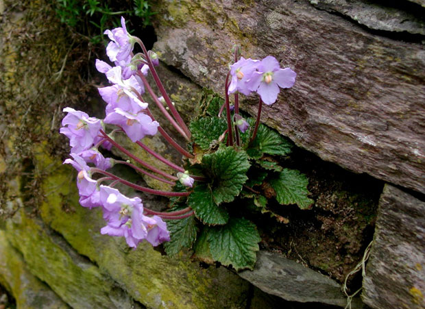 БЛАГО СИЋЕВАЧКЕ КЛИСУРЕ: Цвеће старо милионе година очарало и Панчића