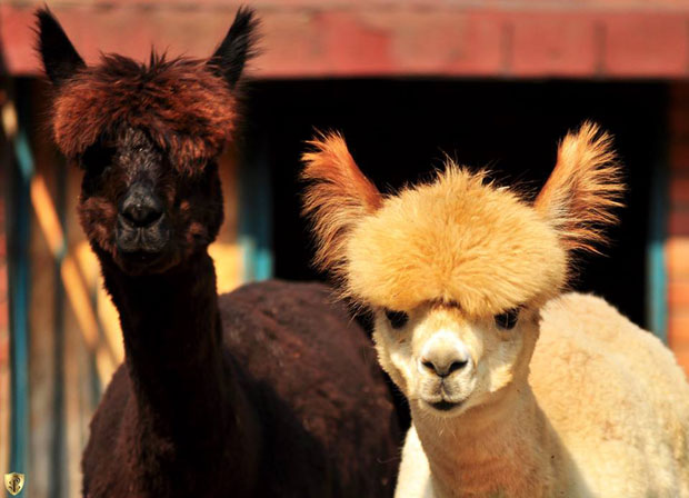 Зоо врт: Стигле ламе и морска прасад