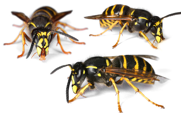 ХОРОР У СПЛИТУ: Рој стршљенова напао жену, било их је толико да ни ватрогасци нису могли да јој приђу