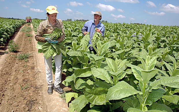 Очекује се добар род дувана у Посавини