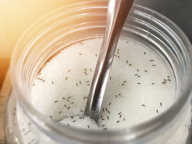 Отарасите се мрава