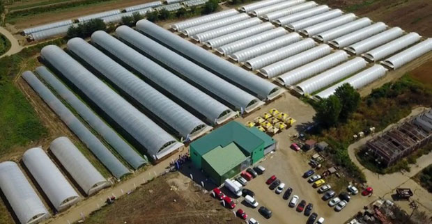 Шампиони у задругарству југа Србије