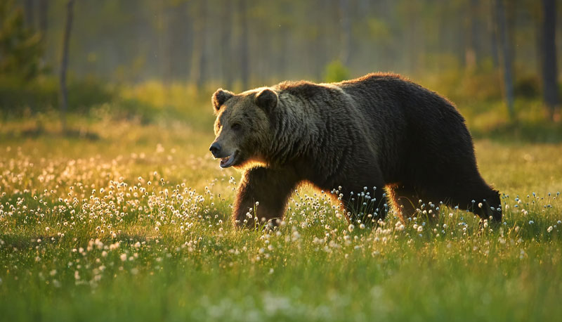 МЕШТАНИ У ПАНИЦИ: Медвед појео козу, упао у празну школу, па га власти убиле