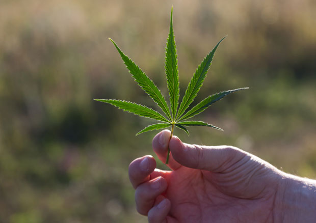 Лондон: Велики број деце ради на фармама канабиса