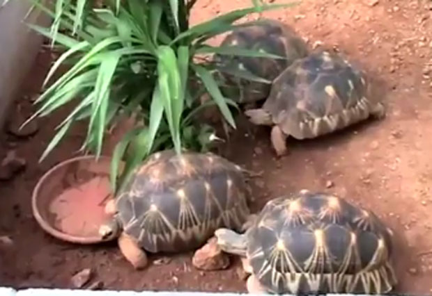 Размонтирана највећа илегална фарма корњача у Европи