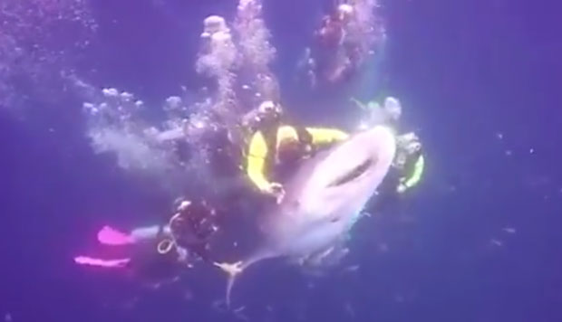 ДОВЕО У ОПАСНОСТ УГРОЖЕНУ ВРСТУ: Ухапшен због јахања кит-ајкуле (ВИДЕО)