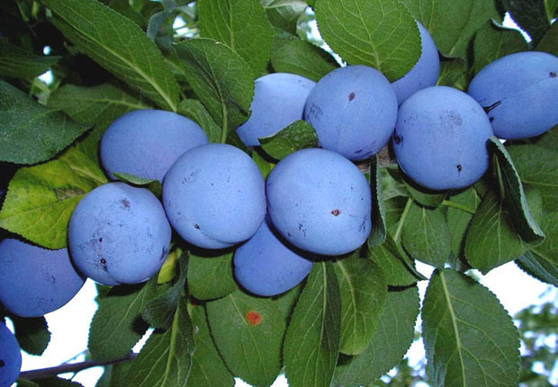 ДАНИ ШЉИВЕ: Модра лепотица осваја цео свет