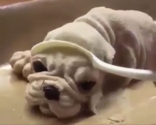 СЛАТКО И(ЛИ) МОРБИДНО: На Тајвану једу мале псе, али буквално! (ВИДЕО)