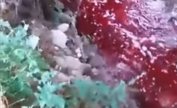 ЦРВЕНА РЕКА ТЕЧЕ ПРИШТИНОМ: Људи су уплашени, неки су бесни на кланице, други спомињу људску крв?! (ВИДЕО)