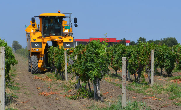 НА ПЛАНТАЖАМА ВРШАЧКИХ ВИНОГРАДА: Грожђе сада беру комбајни