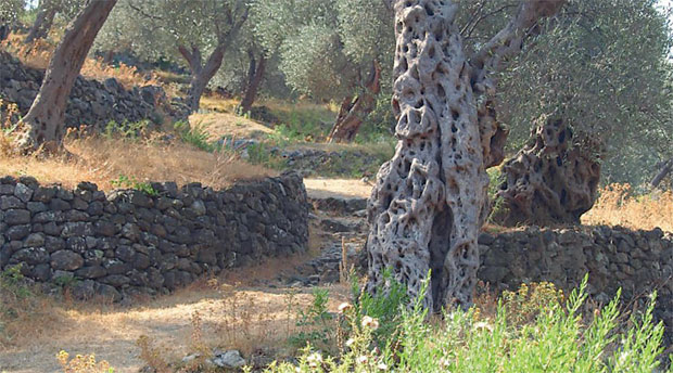 ИСЛАМСКА ЗАЈЕДНИЦА ЈЕ НАЈВЕЋИ МАСЛИНАР: Месец вакуфске маслине у Бару 